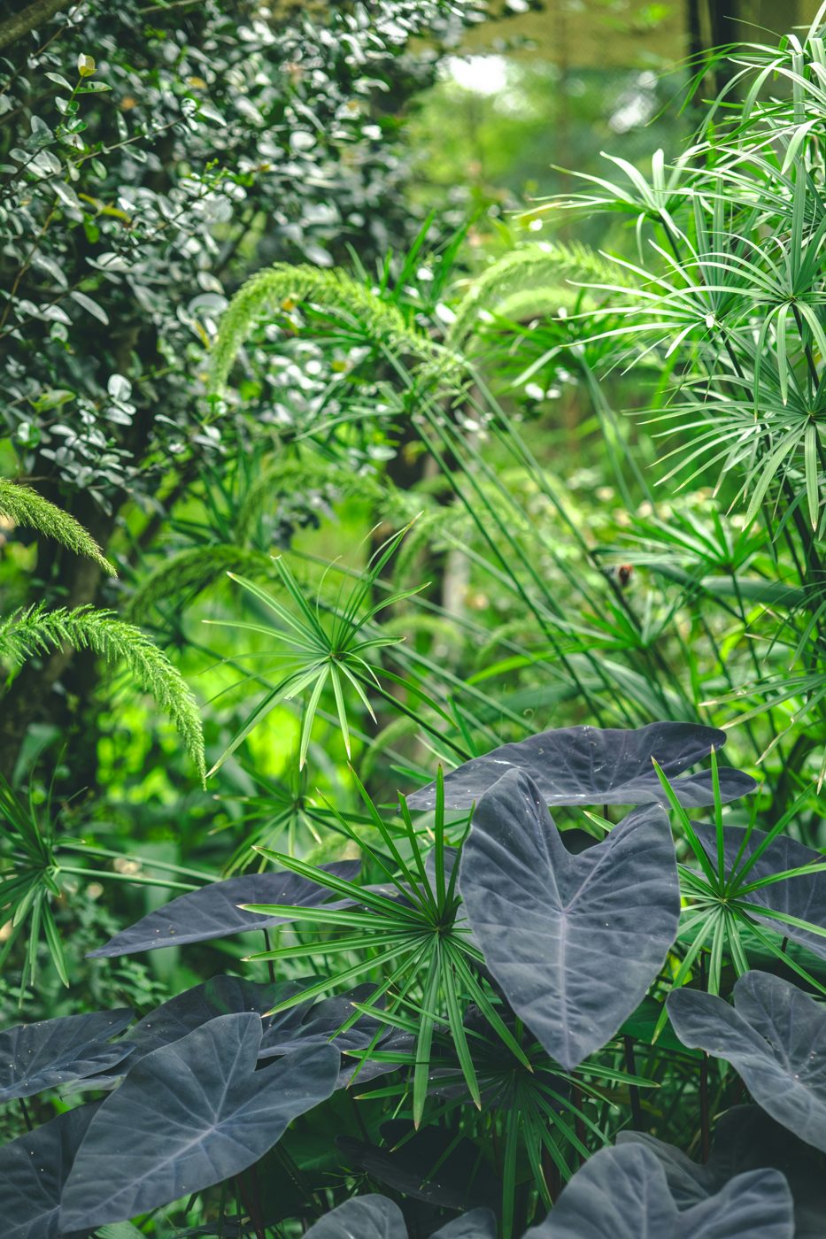 Pianta di papiro